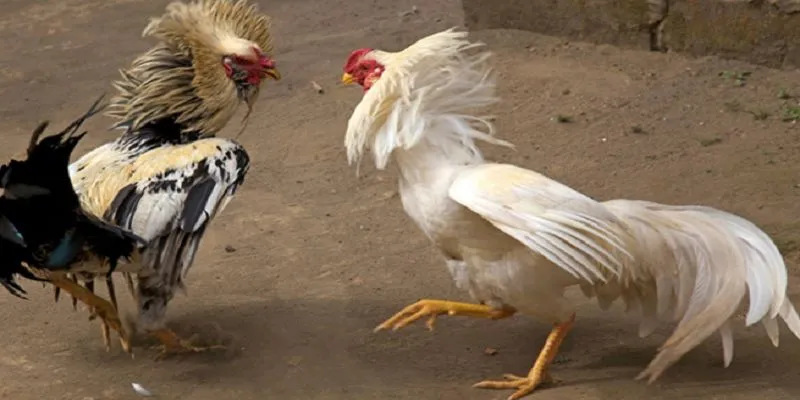 Cách chọn chiến kê để thi đấu ấn tượng