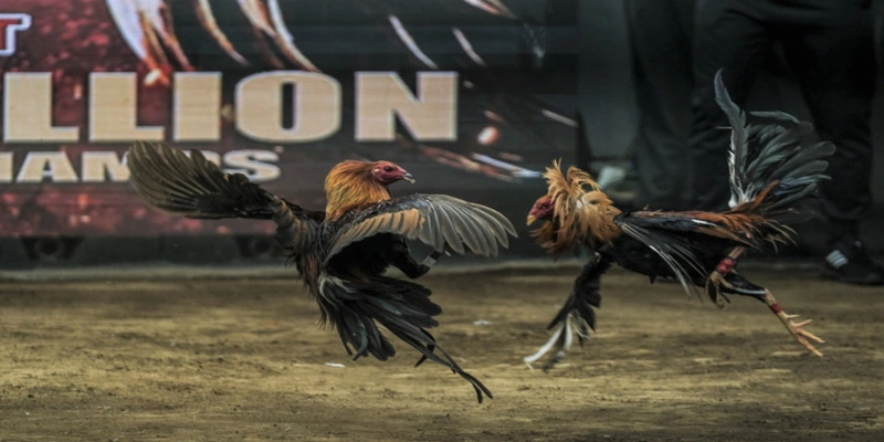 Đá Gà Trực Tiếp C1 KG88- Thế Giới Kịch Tính Và Đam Mê Chơi Đá Gà 4 Các giống hay mà bạn cần biết