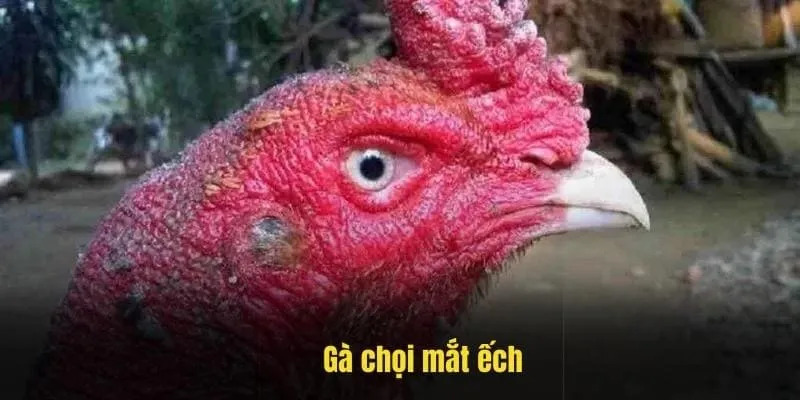 Gà Chọi Mắt Ếch - Đặc Điểm Nổi Bật Và Cách Chăm Sóc Hiệu Quả 1 ga choi mat ech 1