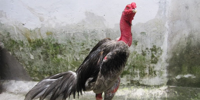 Gà Chọi Mắt Ếch - Đặc Điểm Nổi Bật Và Cách Chăm Sóc Hiệu Quả 2 Định nghĩa gà chọi mắt ếch