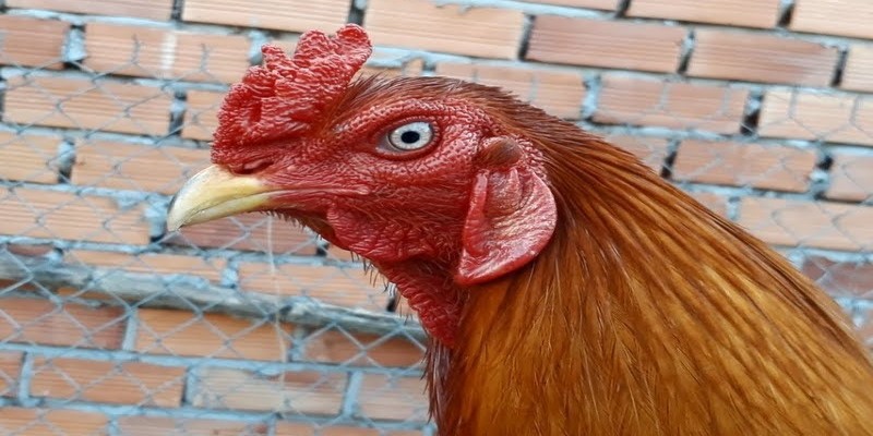 Gà Chọi Mắt Ếch - Đặc Điểm Nổi Bật Và Cách Chăm Sóc Hiệu Quả 3 Những đặc điểm dễ nhận dạng gà chọi mắt ếch