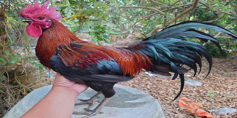 Gà Chọi Mắt Ếch - Đặc Điểm Nổi Bật Và Cách Chăm Sóc Hiệu Quả 4 Cách chăm sóc dễ dàng và cẩn thận cho người mới