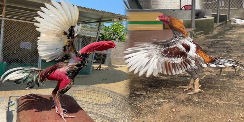 Gà Chọi Nòi - Những Chiến Binh Lừng Danh Tại KG88 4 Những dòng gà nổi bật mà kê thủ nên nắm